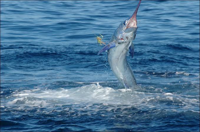 Sport fishing charter