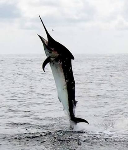 Deep sea fishing Costa Rica