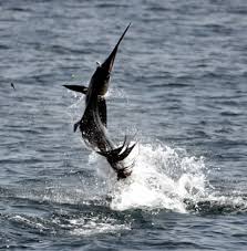 Fishing catch Tambor