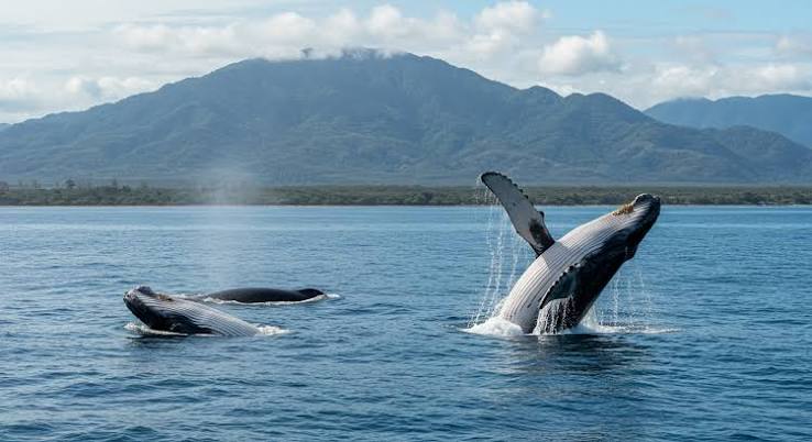 Whale watching tour