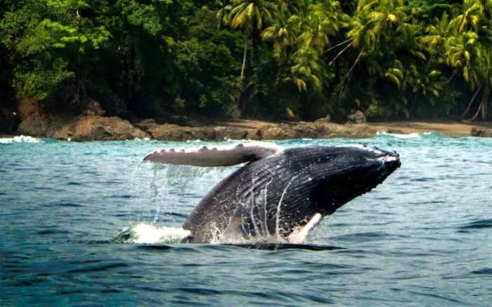 Humpback whale Pacific