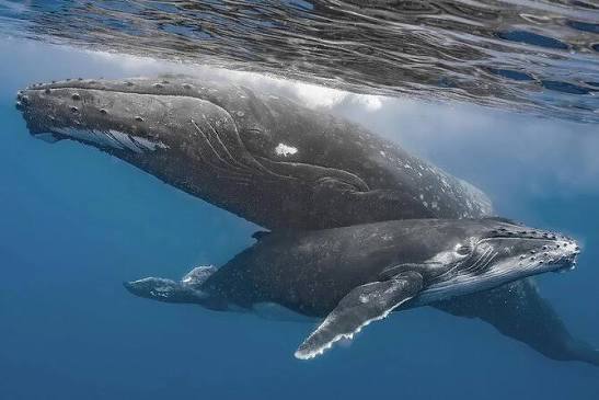 Whale breach Costa Rica